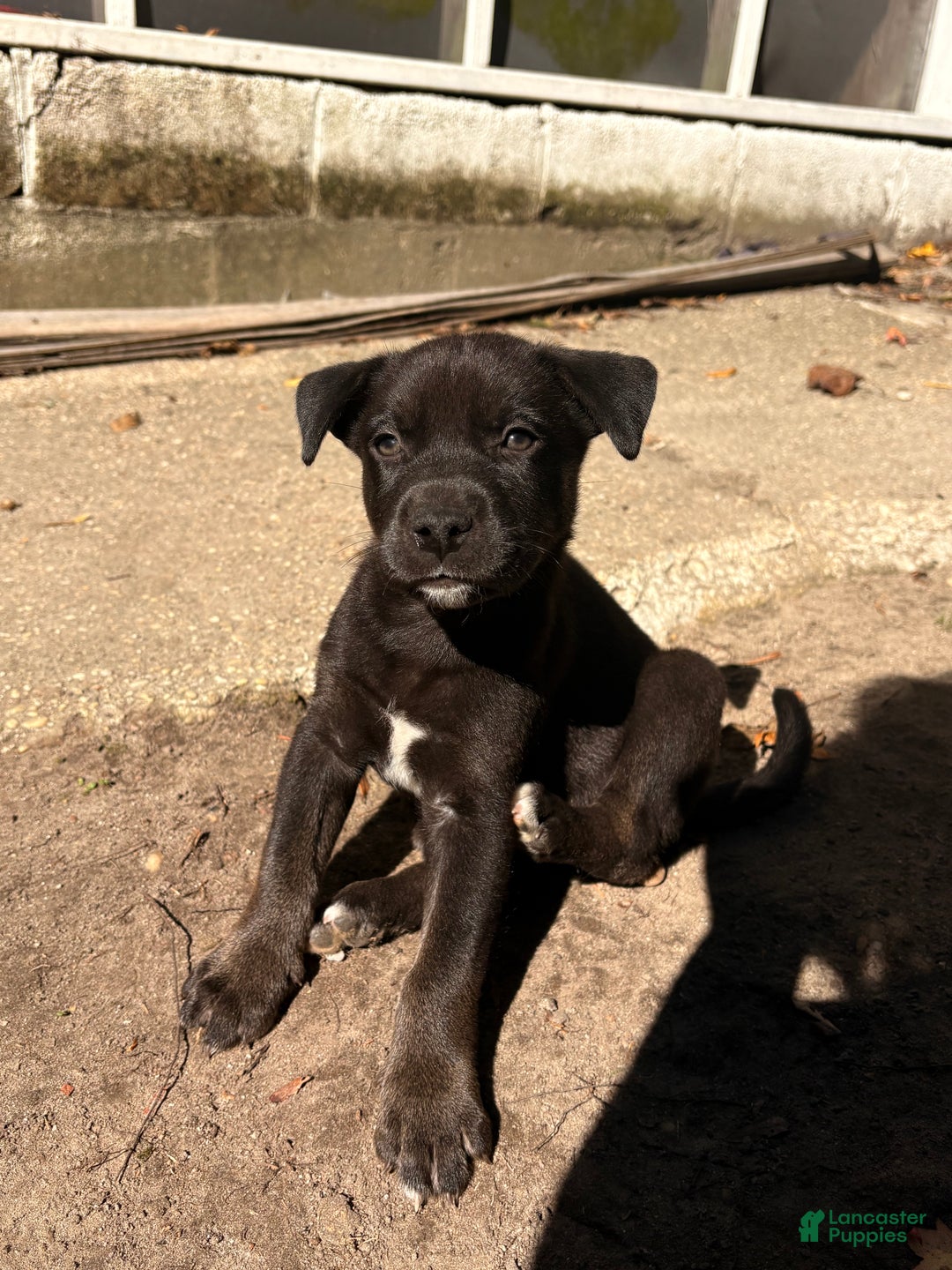 Mixed Breed dogs for sale: Bear - Ad 1