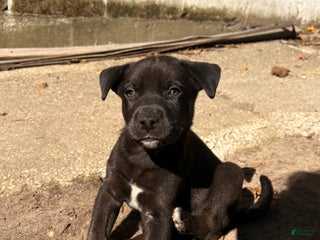 Mixed Breed dogs Bear - Ad 39