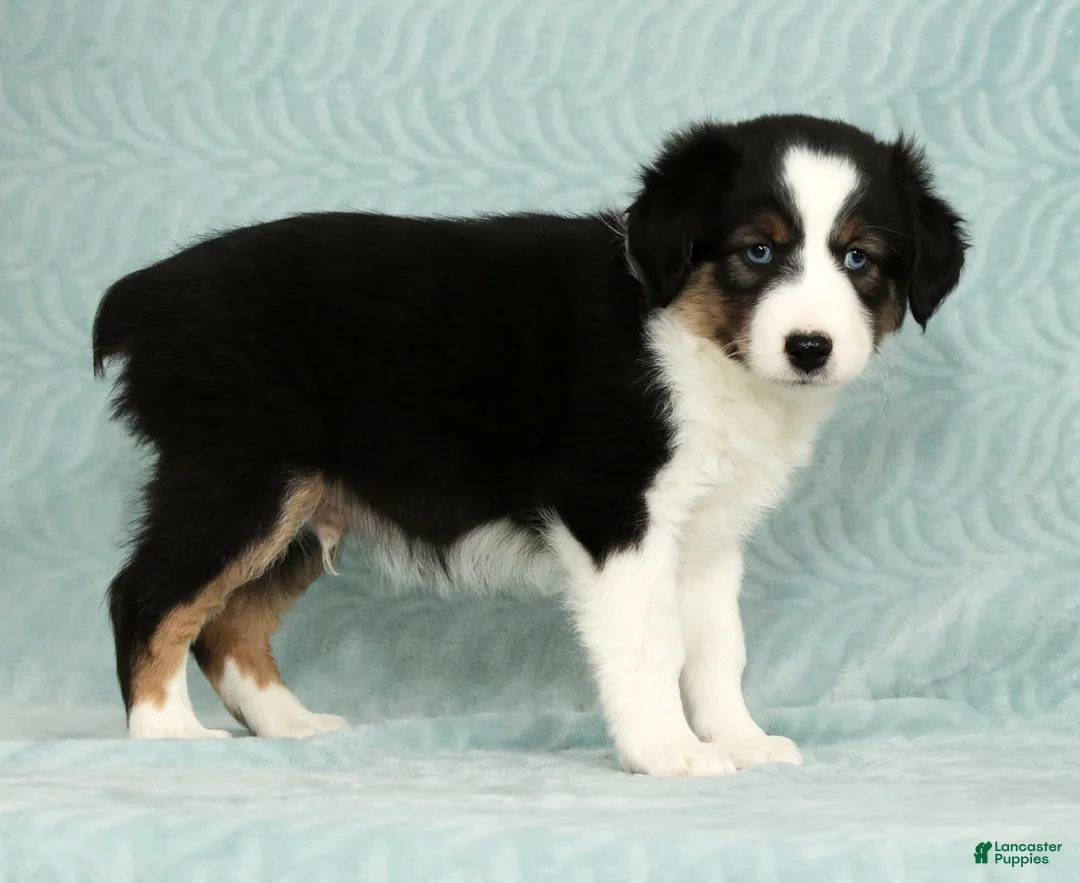 Australian Shepherd dogs for sale: Buddy - Ad 7