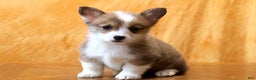 Welsh Corgi Pembroke dogs for sale: Mannie - Ad 7