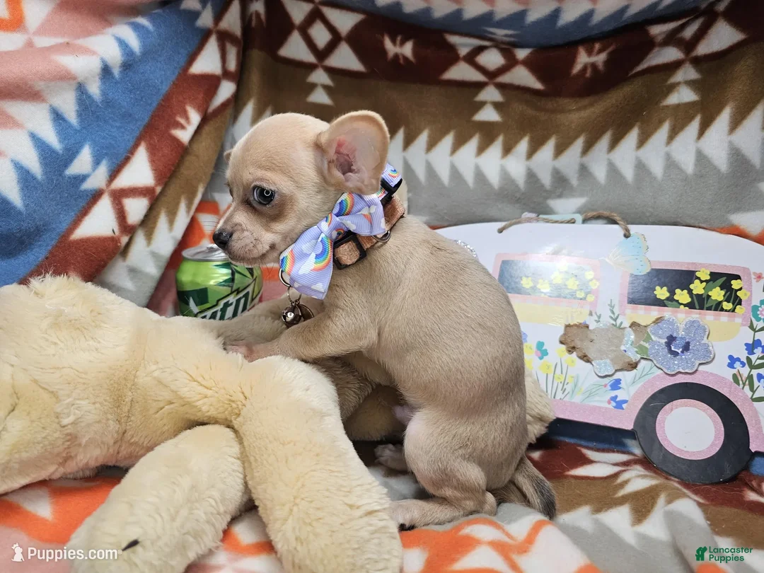 Chihuahua dogs for sale: Morck (Mini) - Ad 1