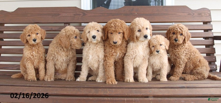Goldendoodle dogs Jerry - Ad 2