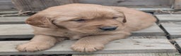 Golden Retriever dogs for sale: Max - Ad 4