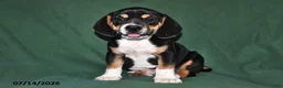 Beabull dogs for sale: Rover - Ad 3