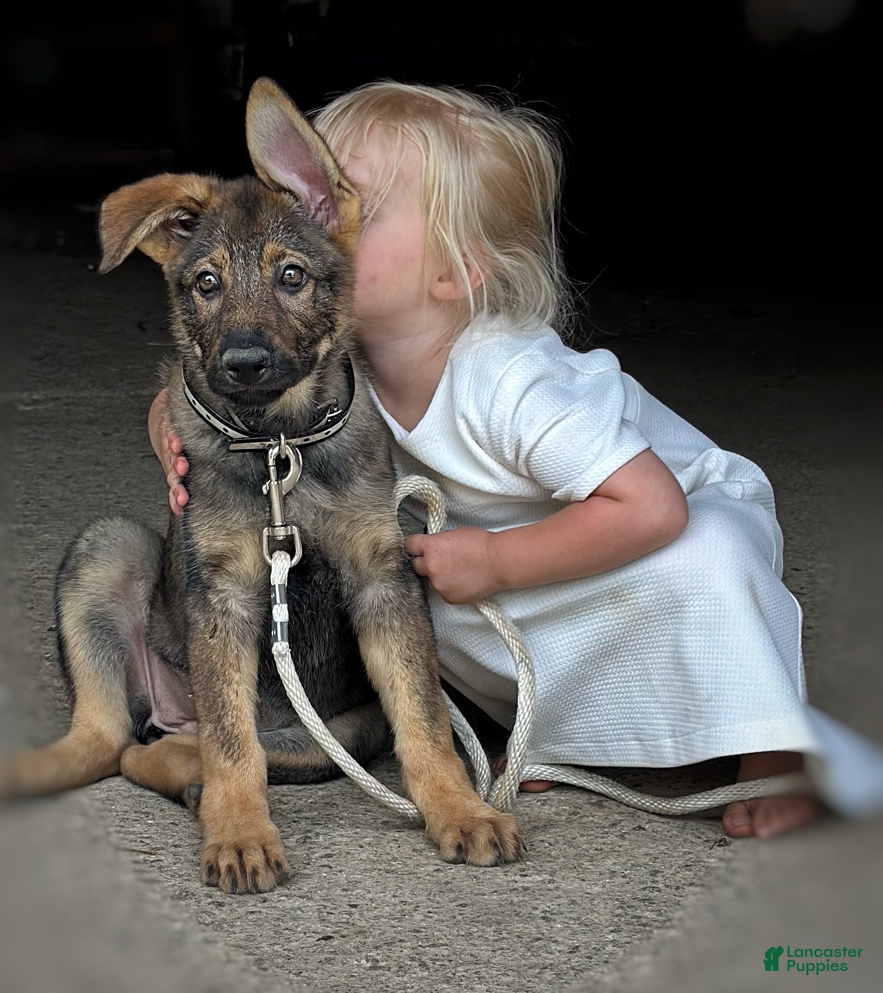 German Shepherd dogs Bridget AKC - Ad 2