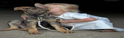 German Shepherd dogs for sale: Bridget AKC - Ad 3