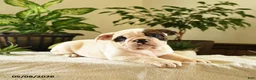 English Bulldog dogs for sale: Roosevelt - Ad 3