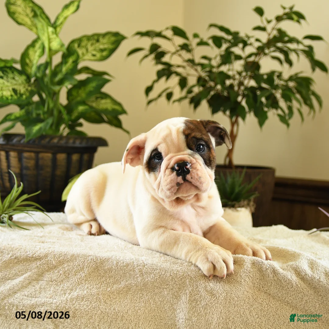 English Bulldog dogs for sale: Roosevelt - Ad 3