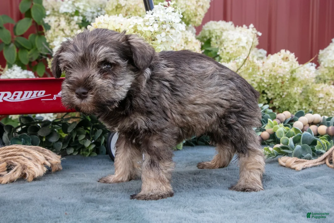 Miniature Schnauzer dogs for sale: Asher - Ad 3