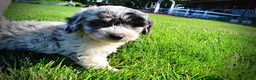 Havapoo dogs for sale: Bluebelle - Ad 14