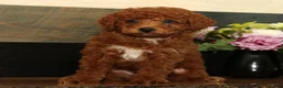 Miniature Poodle dogs for sale: Kenny - Ad 2