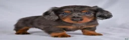 Miniature Dachshund dogs for sale: AKC Cody - Ad 4