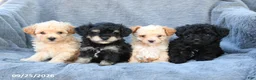 Toy Poodle dogs for sale: Tucker - Ad 3