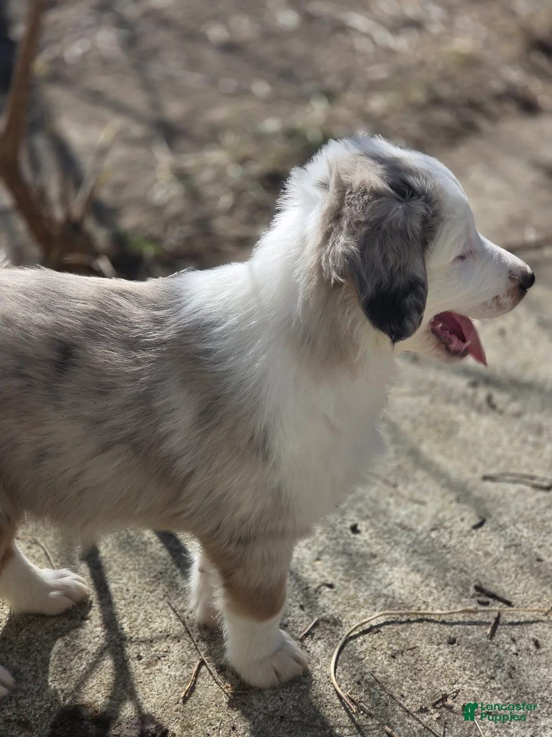 Australian Shepherd dogs for sale: Australian Shepherd Puppy 1 - Ad 2