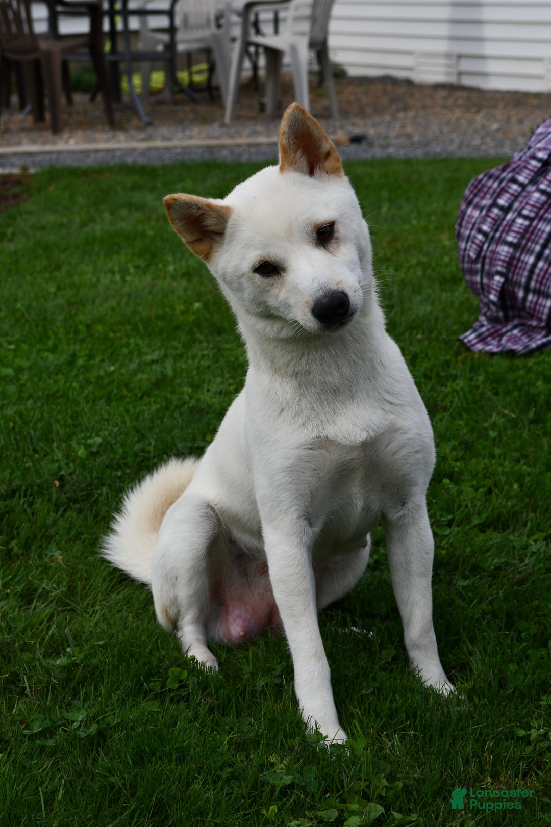 Shiba Inu dogs for sale: Shelby - Ad 12