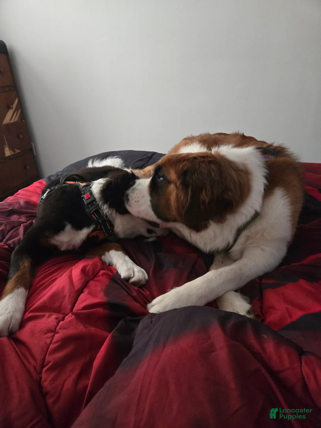 Mixed Breed dogs for sale: Zues - Ad 64