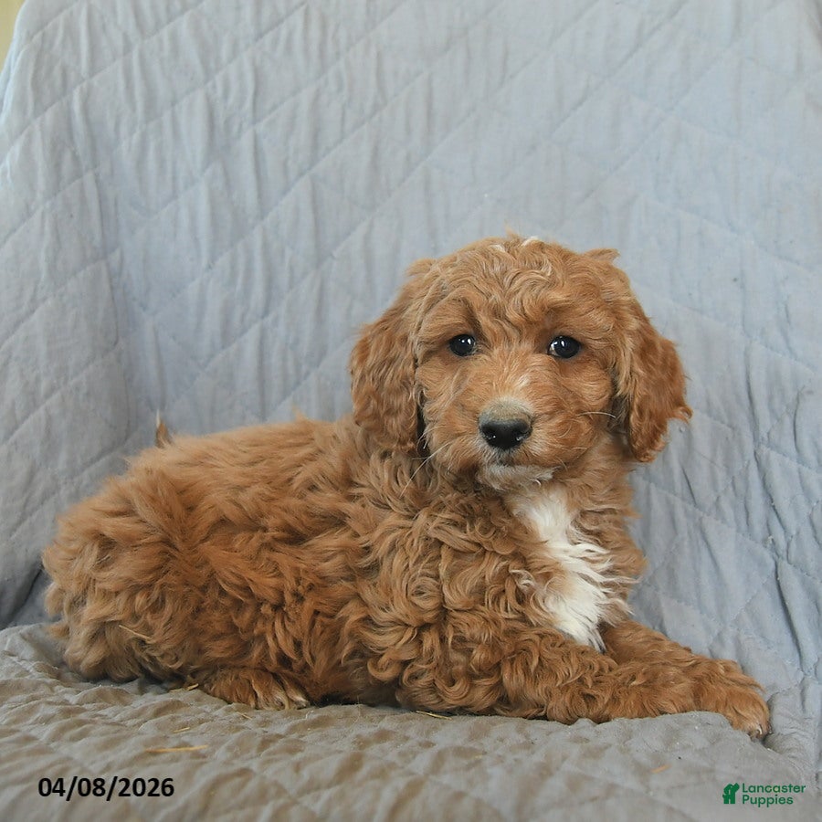 Mini Goldendoodle dogs Kiwi  - Ad 2