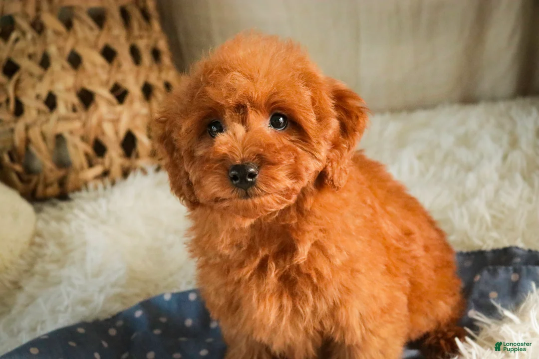 Miniature Poodle dogs for sale: Farley - Ad 3