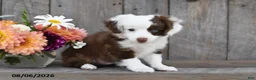Aussiedoodle dogs for sale: Terry - Ad 4