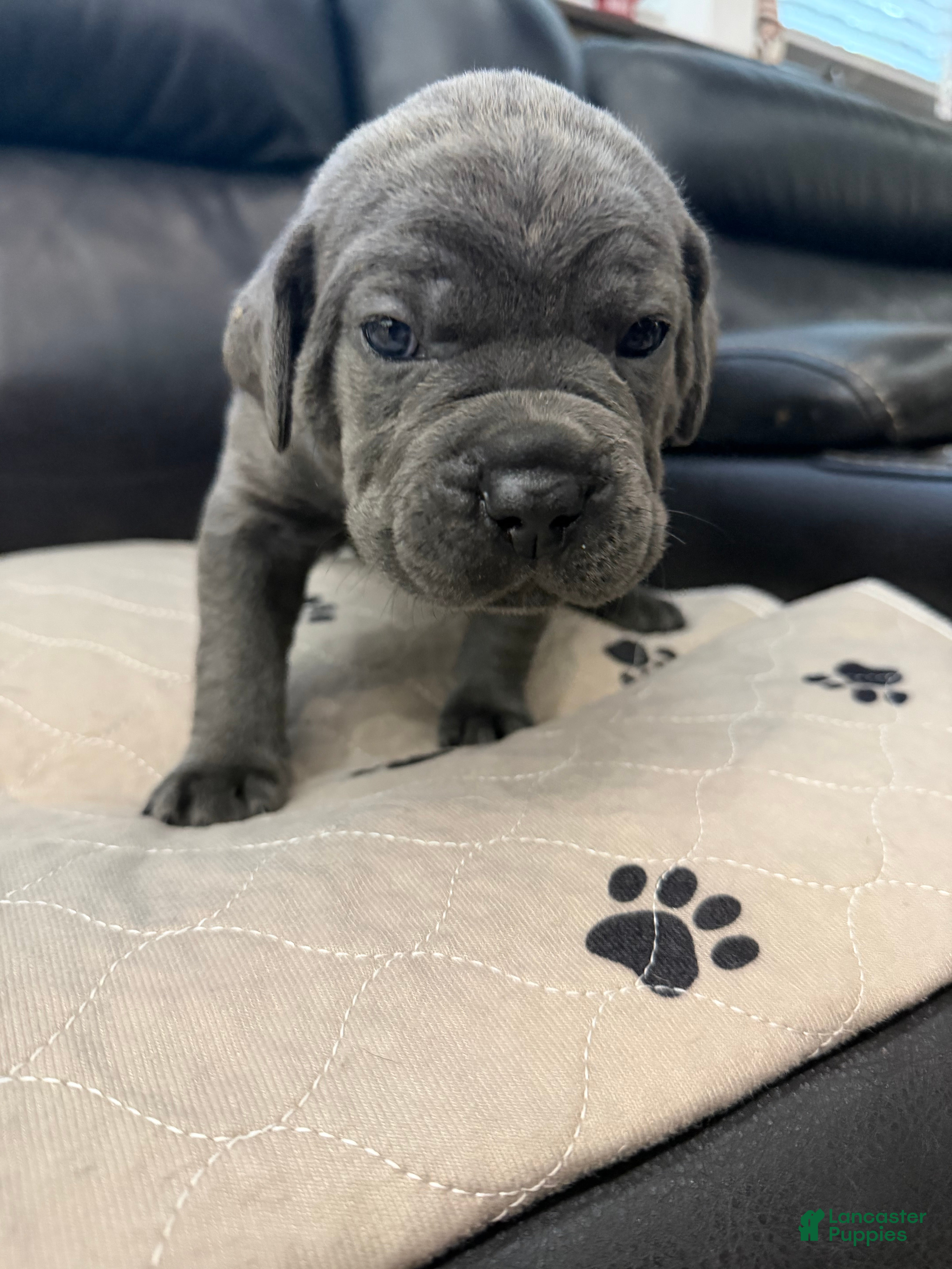 Cane Corso dogs Dark Pink Collar -Griselda - Ad 1