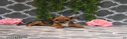 Chorkie dogs for sale: Kira - Ad 2