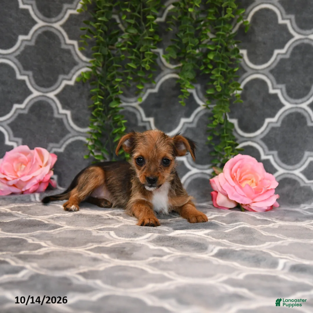 Chorkie dogs for sale: Kira - Ad 2
