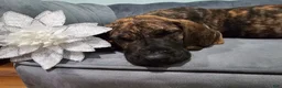 Great Dane dogs for sale: Brindle Princess - Ad 5