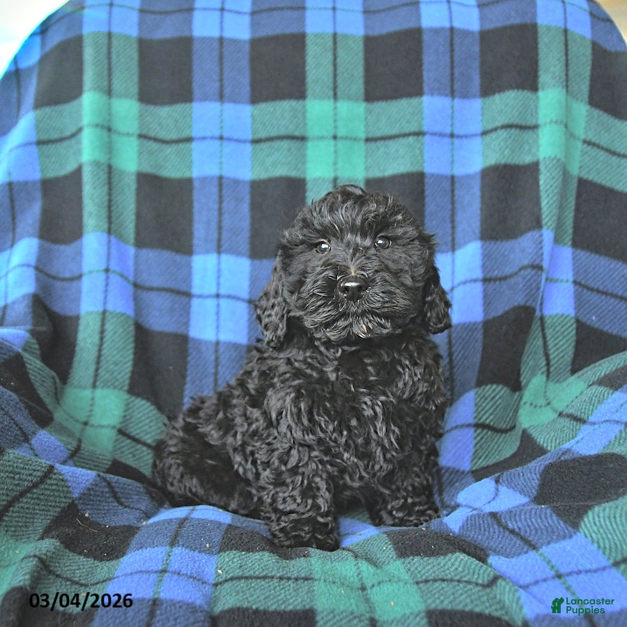 Mini Goldendoodle dogs Slate - Ad 1