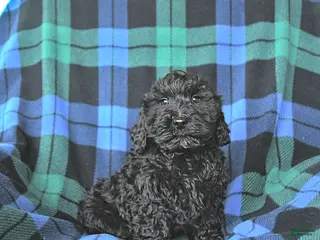 Mini Goldendoodle dogs for sale: Slate - Ad 2