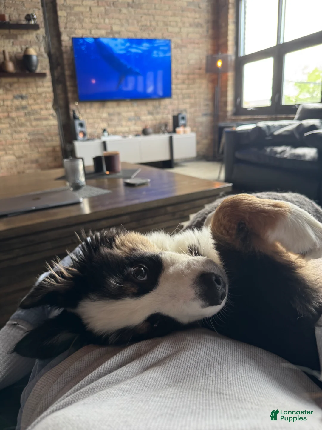 Australian Shepherd dogs for sale: Australian Shepherd Puppy 1 - Ad 2