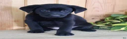 Labrador Retriever dogs for sale: Taffy - Ad 2