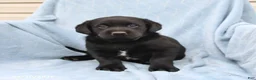 Labrador Retriever dogs for sale: Scout - Ad 2