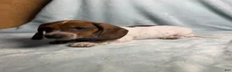 Dachshund dogs for sale: Spots - Ad 3