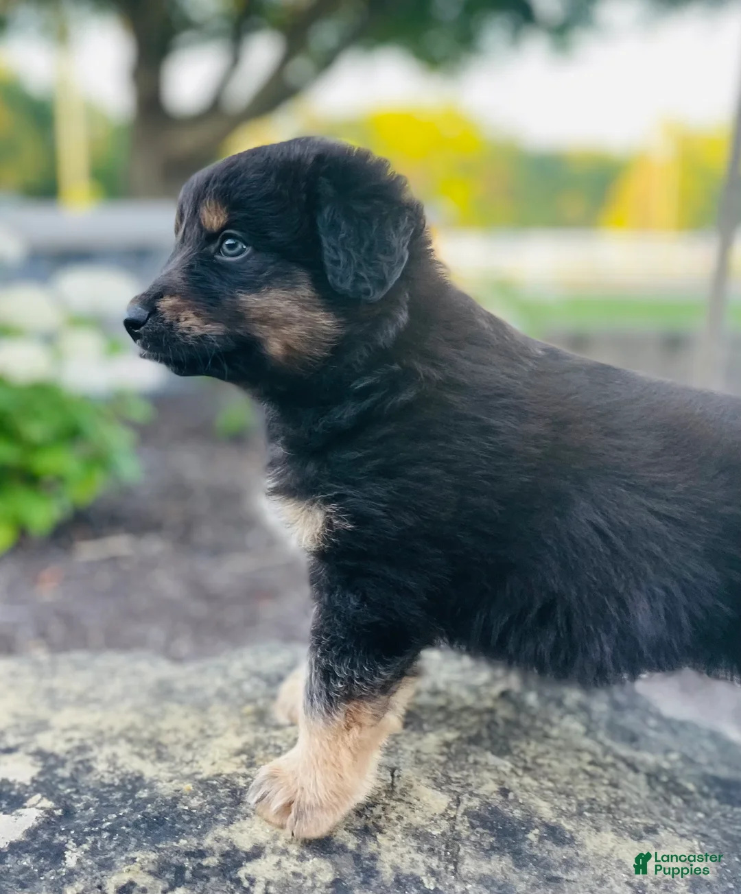 Australian Shepherd dogs for sale: Rio - Ad 2