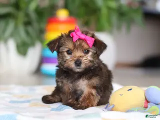 Morkie dogs for sale: Samantha - Ad 2