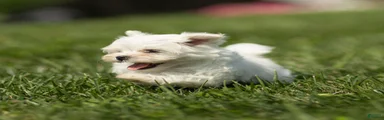 Jefferson Maltese Puppy