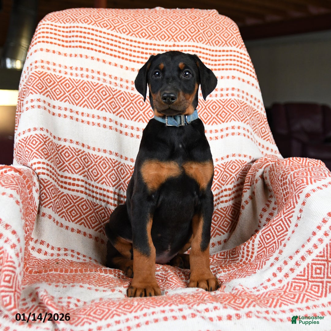 Doberman Pinscher dogs for sale: April - Ad 1