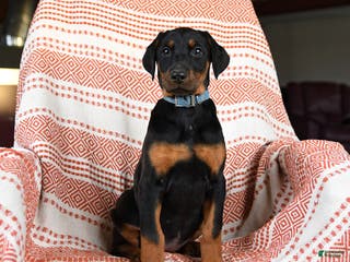 Doberman Pinscher dogs April - Ad 34