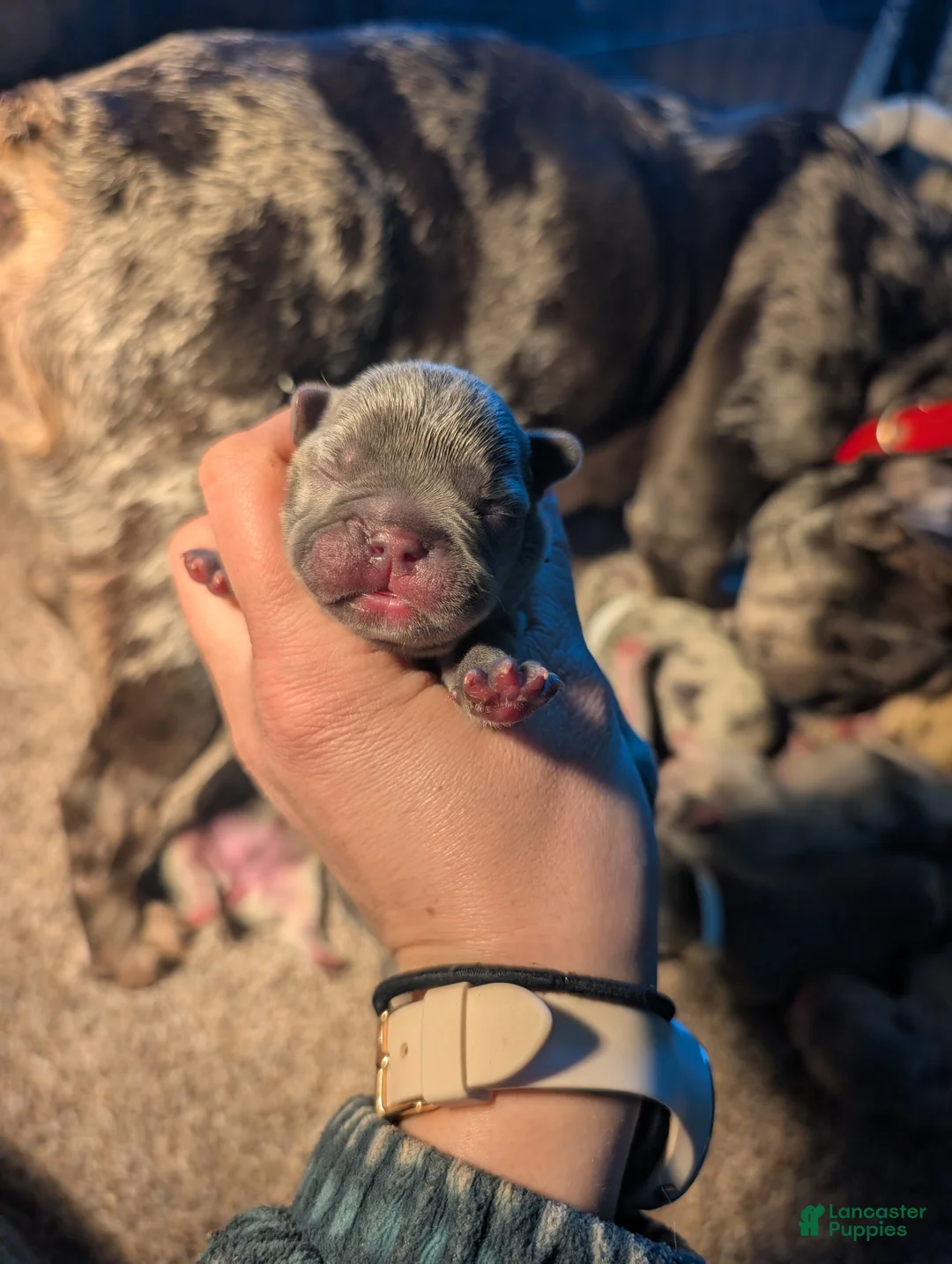 French Bulldog dogs for sale: Cereal  - Ad 2