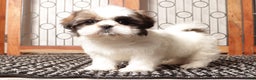 Shih Tzu dogs for sale: Pebbles Female Shih Tzu - Ad 3