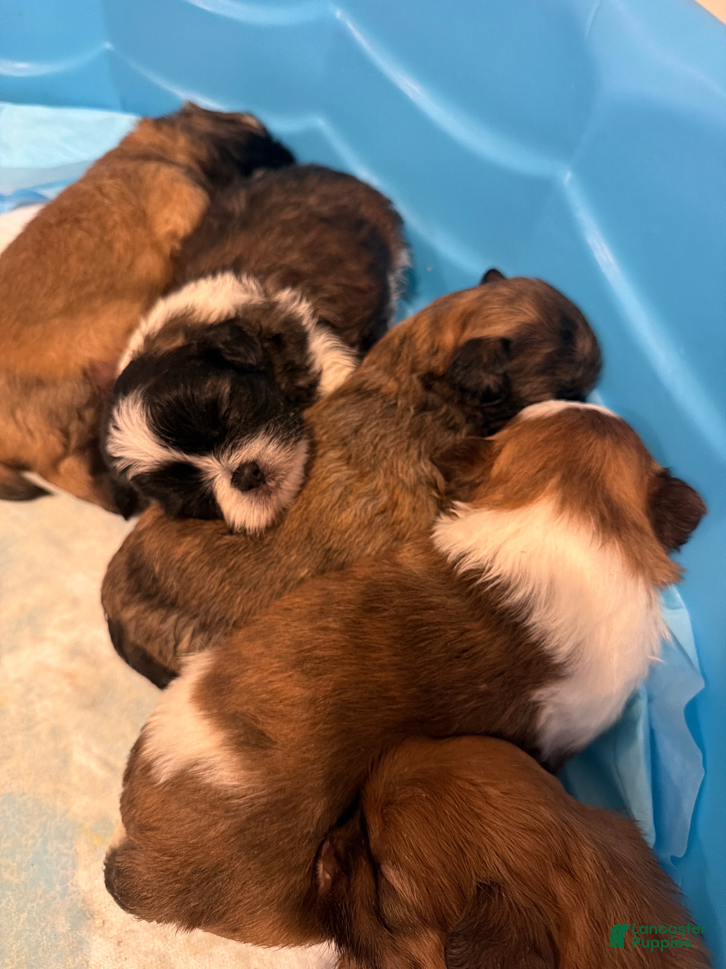 Shih Tzu dogs Shih Tzu 3 - Ad 22