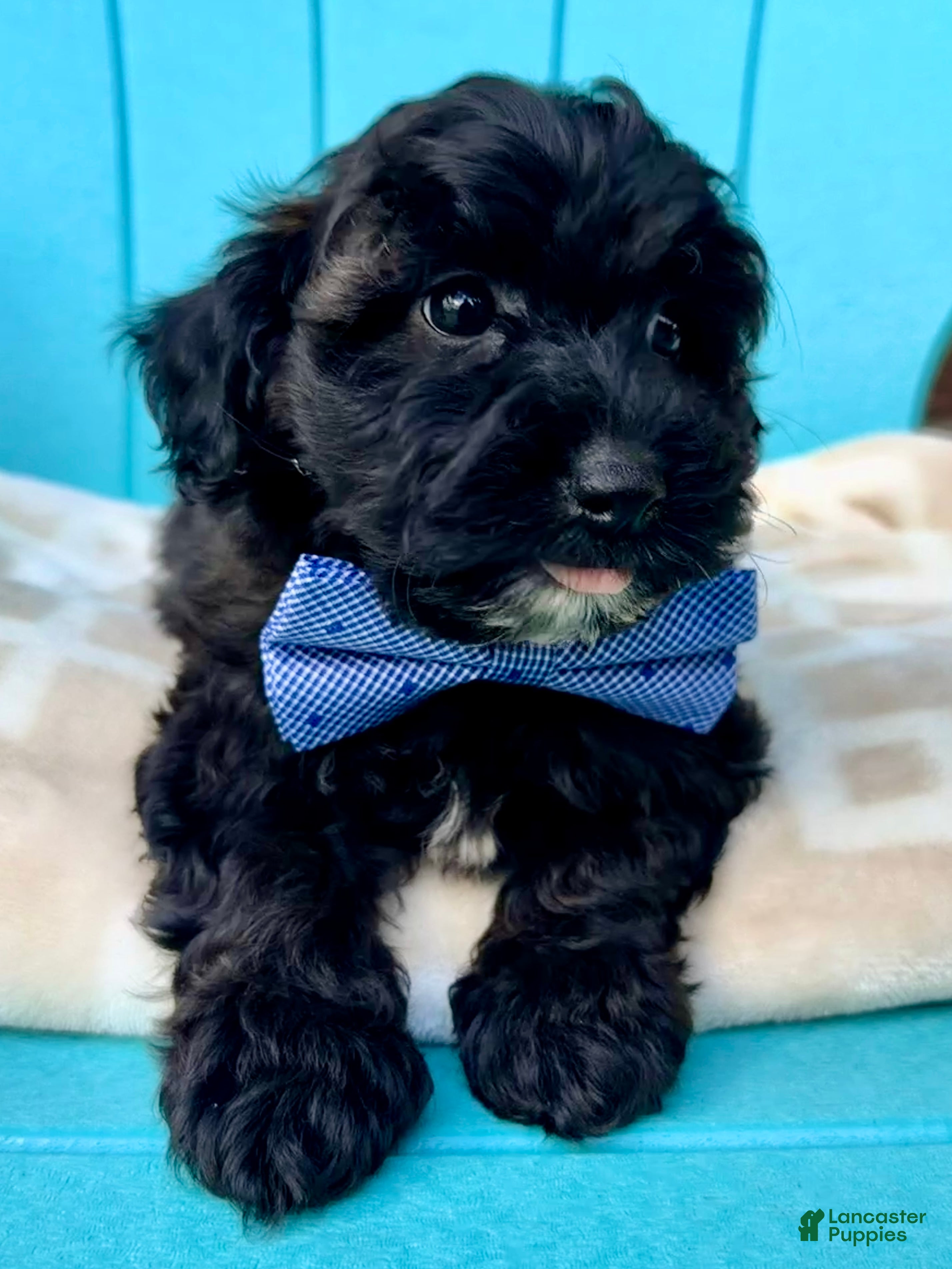 Yorkiepoo dogs Baxter - Ad 2