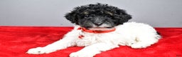 Miniature Poodle dogs for sale: April - Ad 8