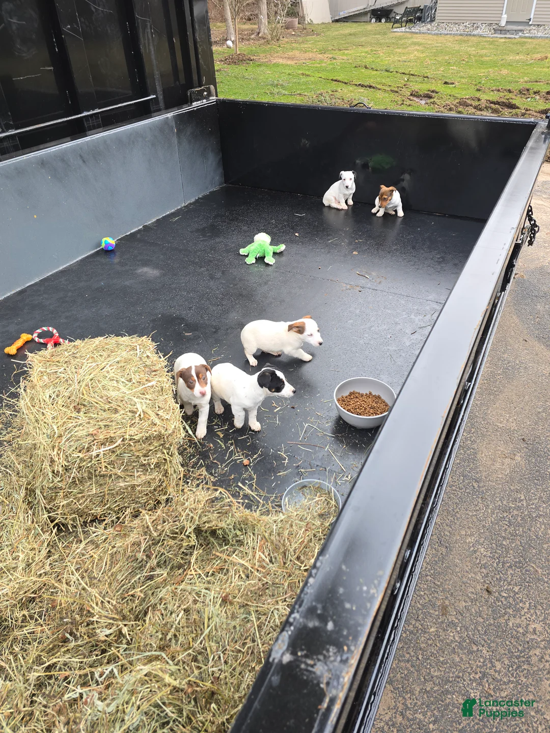 Jack Russell Terrier dogs for sale: Jack Russell Terrier Puppy 4 - Ad 3