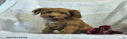 Mini Goldendoodle dogs for sale: Julie  - Ad 5