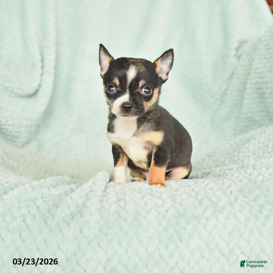 Chihuahua dogs Ferris - Ad 1