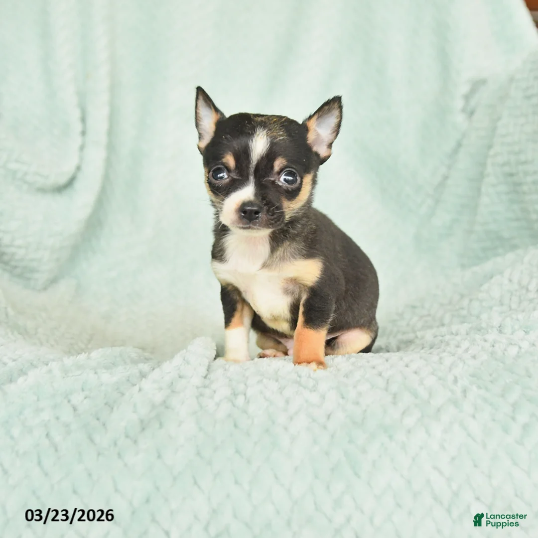 Chihuahua dogs for sale: Ferris - Ad 1