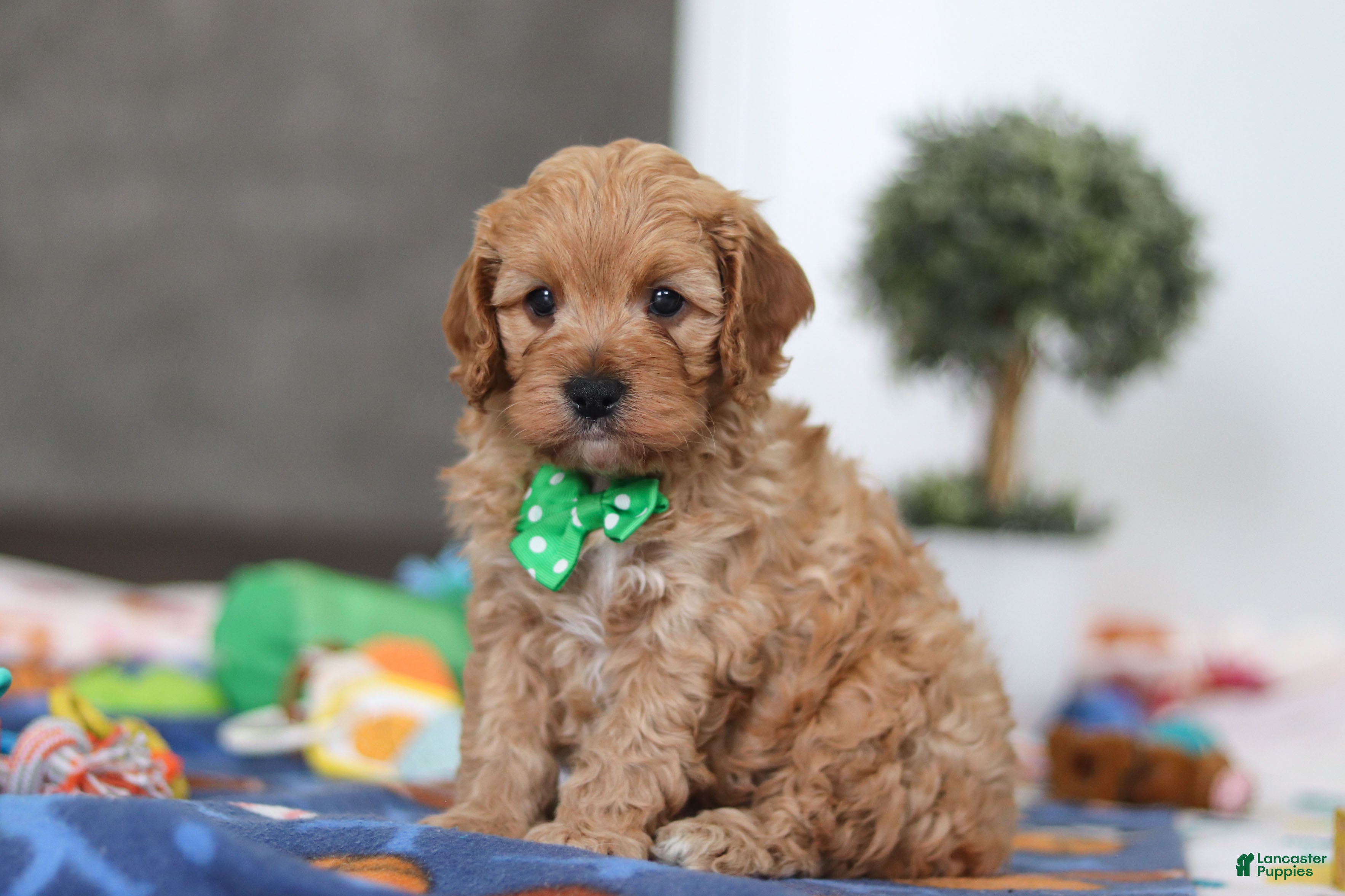 Cavapoo dogs Lincoln - Ad 2