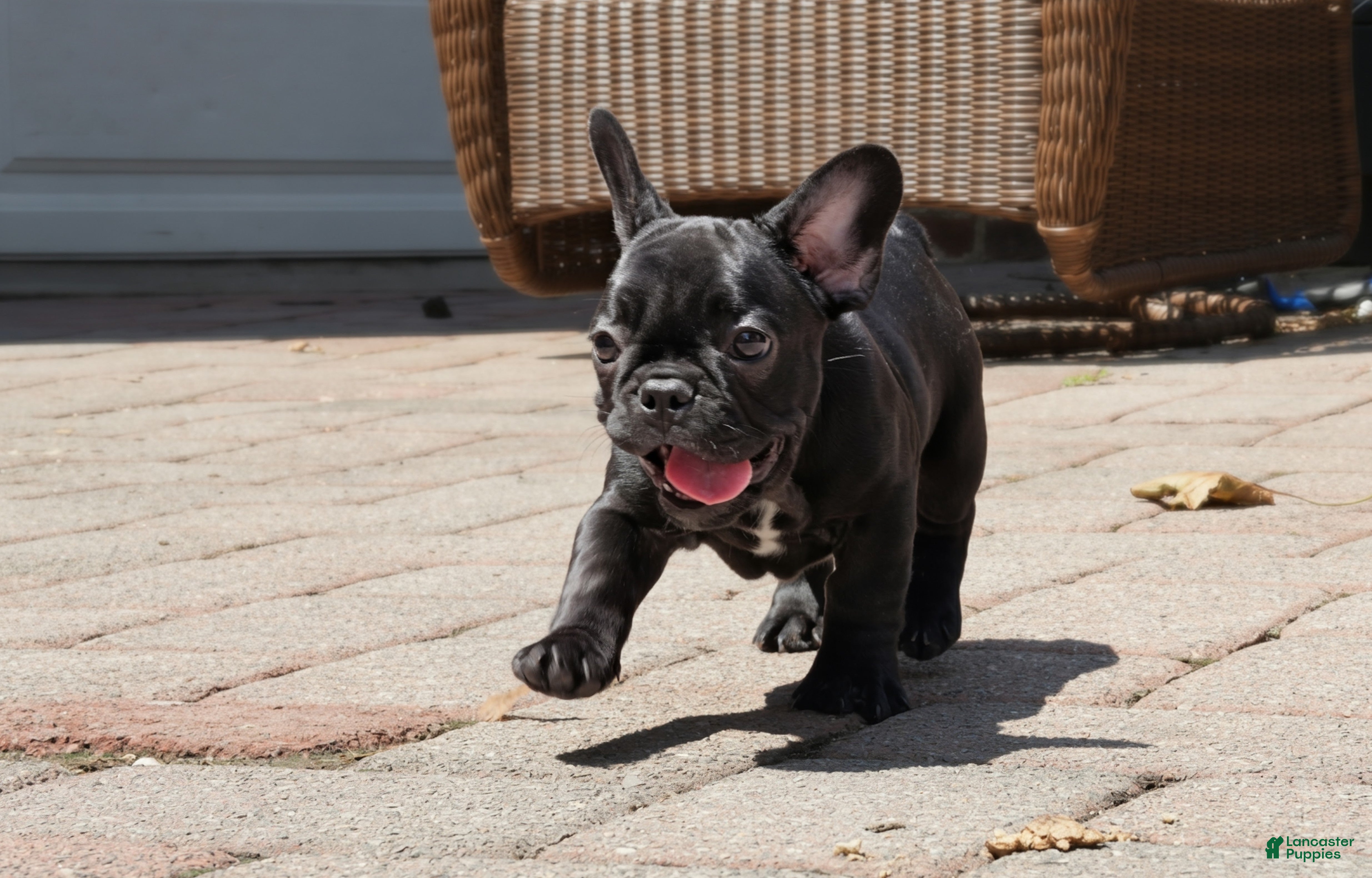 French Bulldog dogs Lilo - Solid Black Female (No brindle) - Rare - Ad 2
