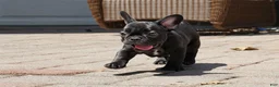 French Bulldog dogs for sale: Lilo - Solid Black Female (No brindle) - Rare - Ad 6